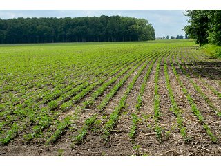 Property photo 112 - LAND AUCTION - 700+/- ACRES OFFERED IN 16 TRACTS IN ALLEN COUNTY, INDIANA
